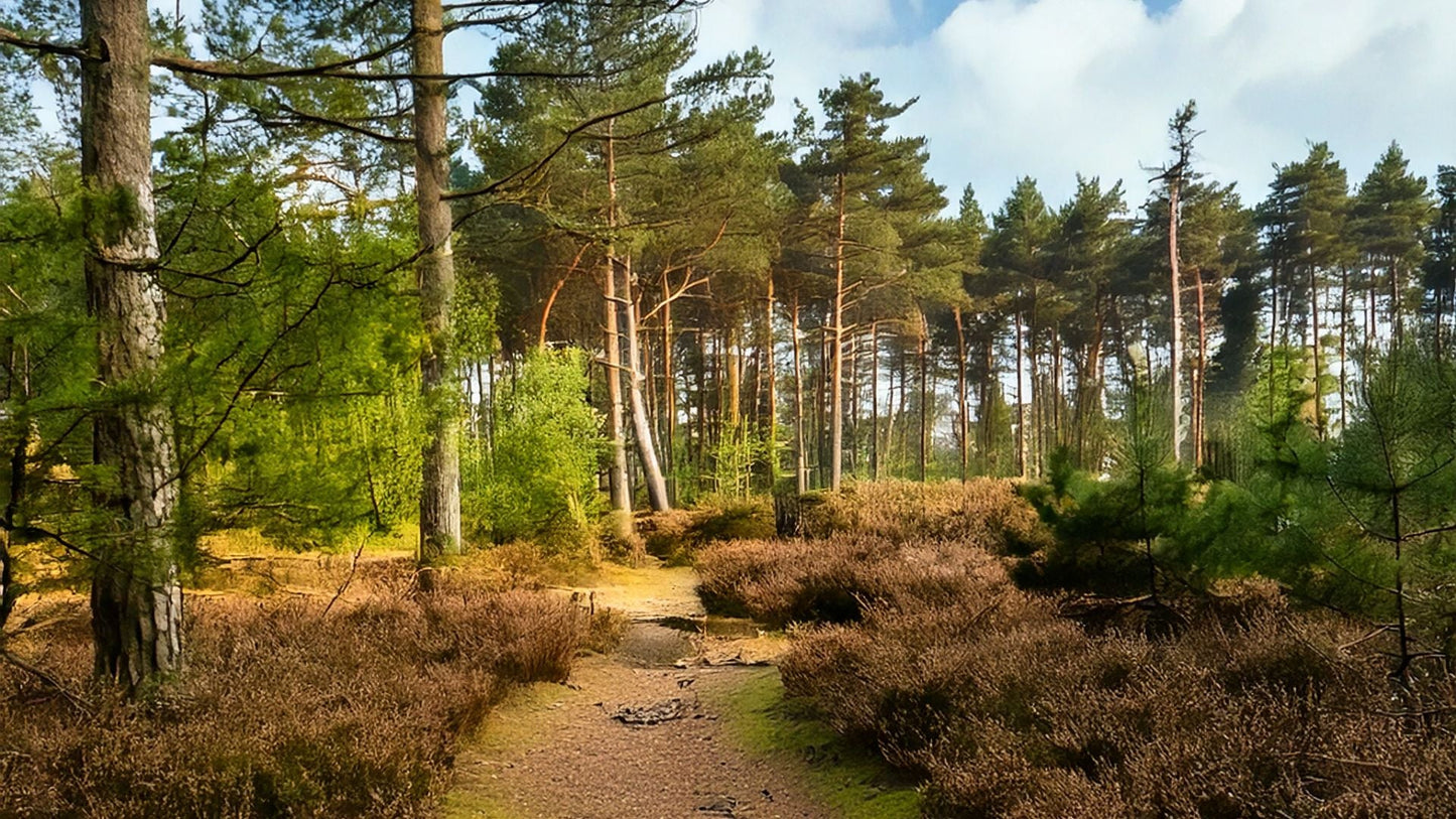 2022 - 10km - Heuvelrug Natuur Wandel4Daagse (gpx) - Natuurwandel4daagse.nl
