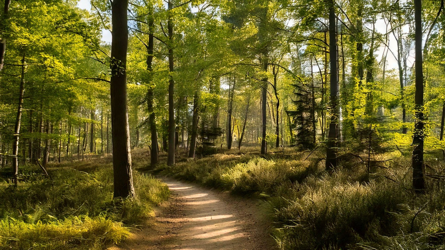 2023 - 25km - Heuvelrug Natuur Wandel4Daagse (gpx) - Natuurwandel4daagse.nl
