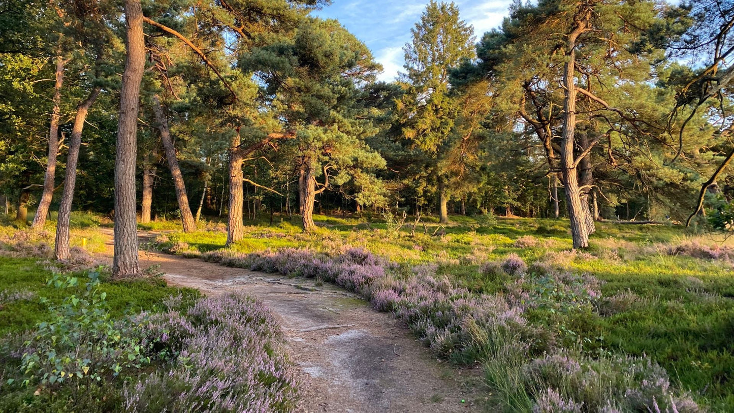 2024 - 20km - Heuvelrug Natuur Wandel4Daagse (gpx) - Natuurwandel4daagse.nl