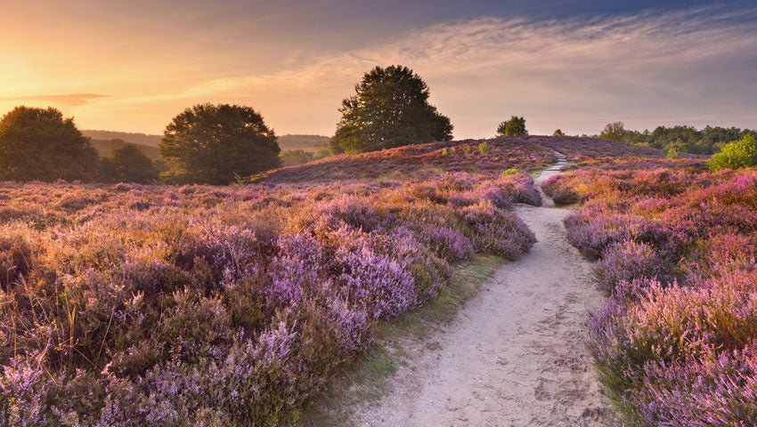2026 - Heide Natuur Wandel4Daagse (gpx) - Natuurwandel4daagse.nl