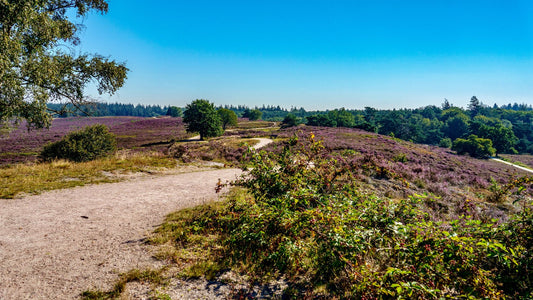 2024 - 25km - Heuvelrug Natuur Wandel4Daagse (gpx)