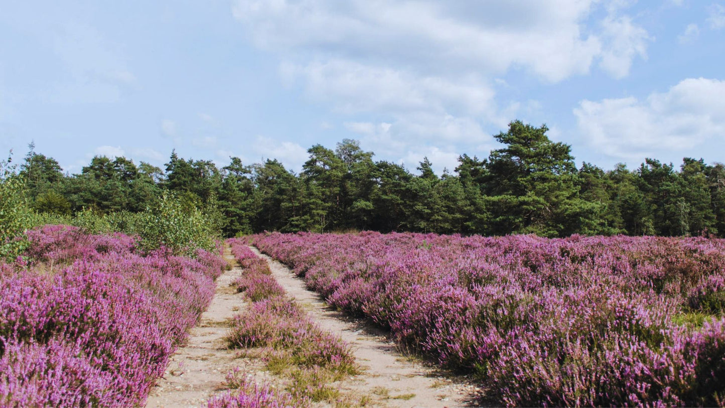2023 - 15km - Heuvelrug Natuur Wandel4Daagse (gpx)