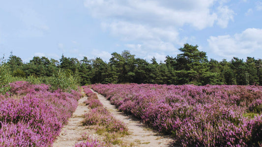 2023 - 15km - Heuvelrug Natuur Wandel4Daagse (gpx)