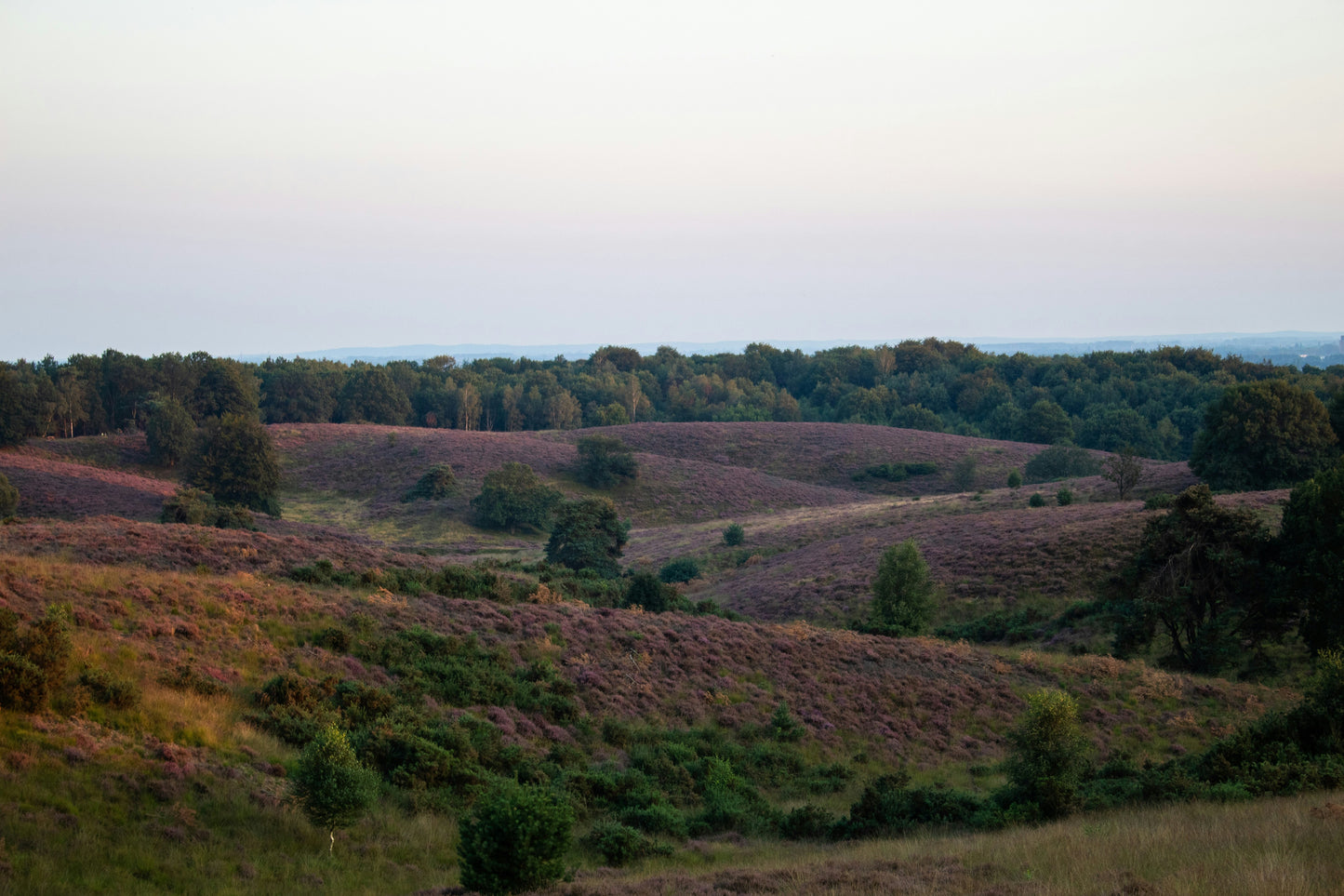 Bundel 15km - 2022/2025 - Heuvelrug Natuur Wandel4Daagse (gpx)