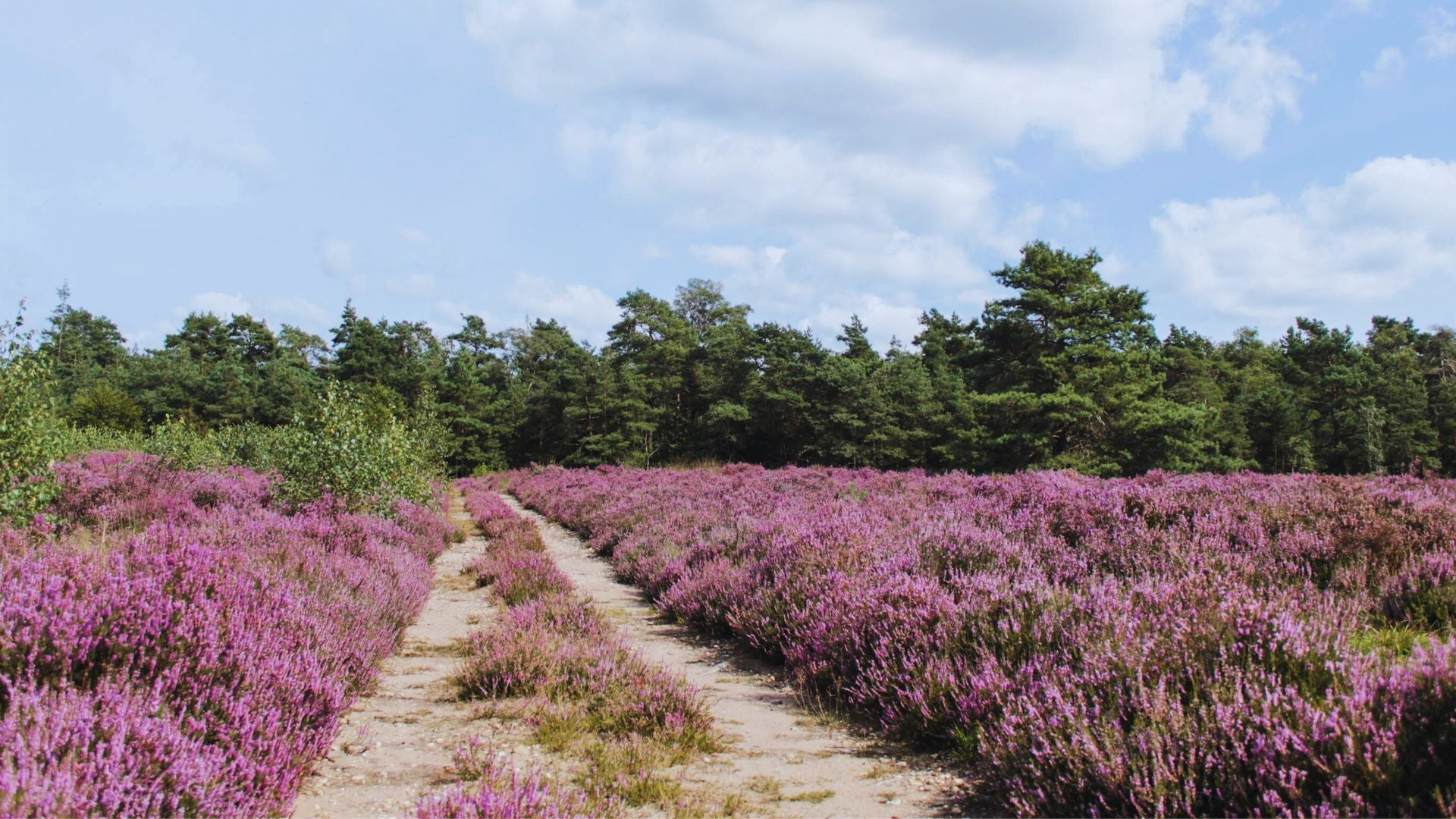 2023 - 15km - Heuvelrug Natuur Wandel4Daagse (gpx) - Natuurwandel4daagse.nl
