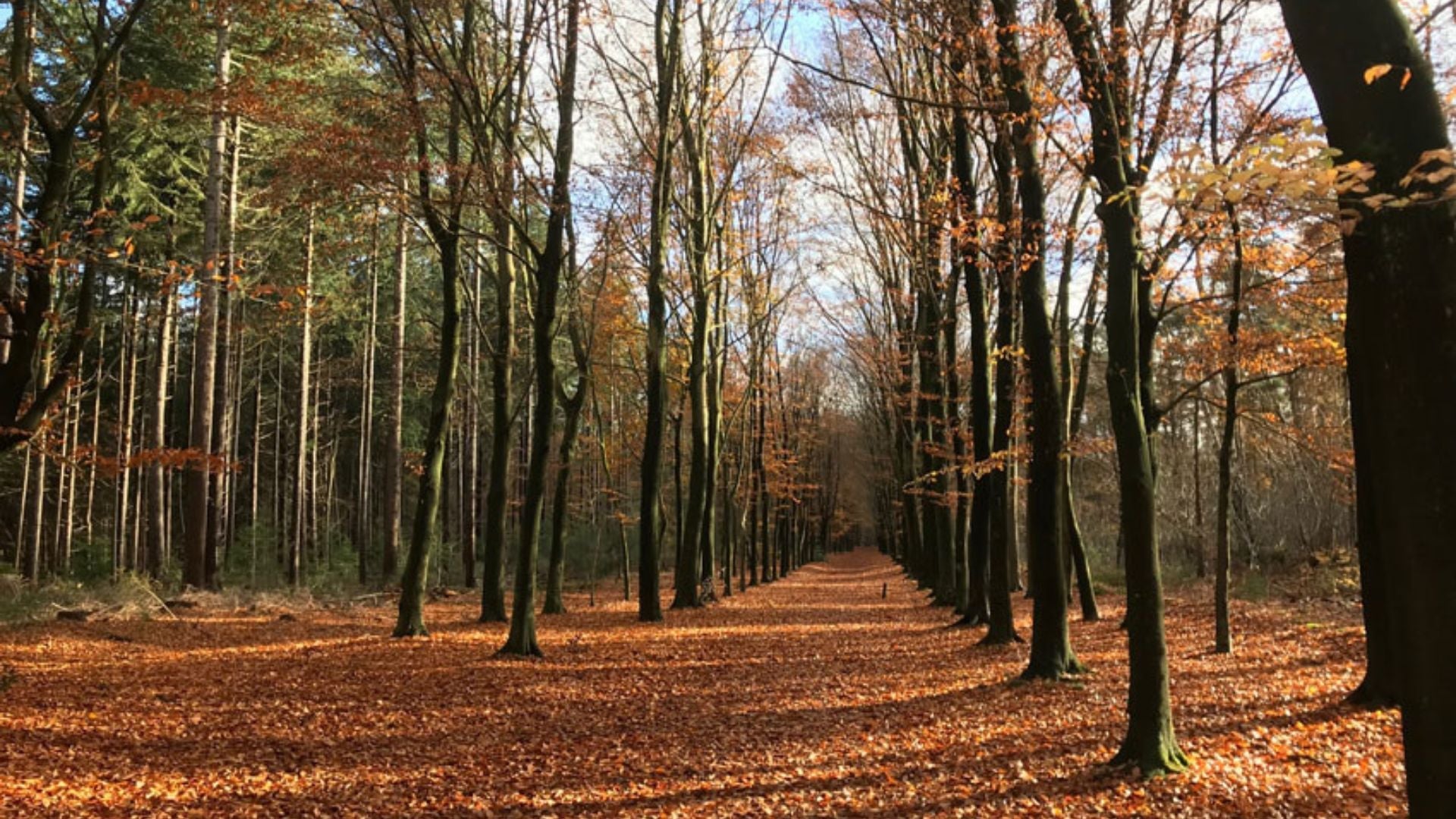 2024 - 10km - Heuvelrug Natuur Wandel4Daagse (gpx) - Natuurwandel4daagse.nl