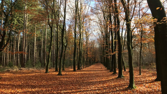 2024 - 10km - Heuvelrug Natuur Wandel4Daagse (gpx) - Natuurwandel4daagse.nl
