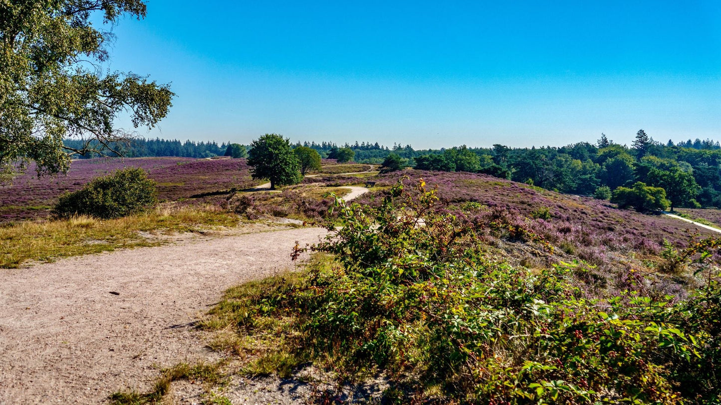 2024 - 25km - Heuvelrug Natuur Wandel4Daagse (gpx) - Natuurwandel4daagse.nl