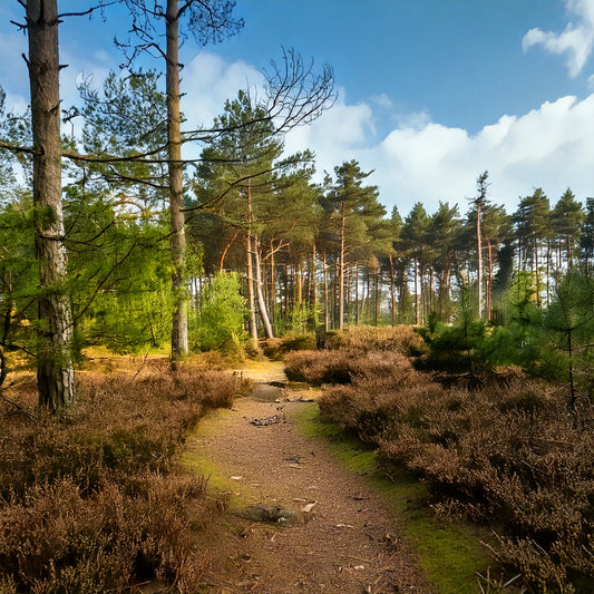 2025 - 15km - Heuvelrug Natuur Wandel4Daagse (gpx) - Natuurwandel4daagse.nl