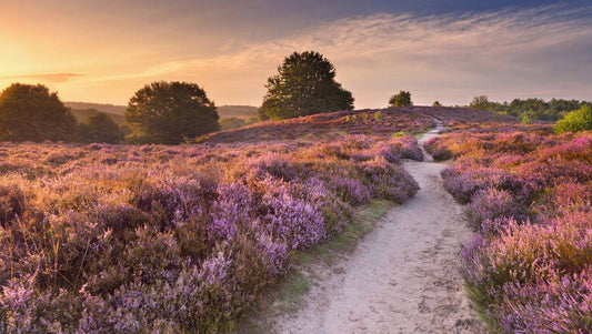 2026 - Heide Natuur Wandel4Daagse (gpx) - Natuurwandel4daagse.nl