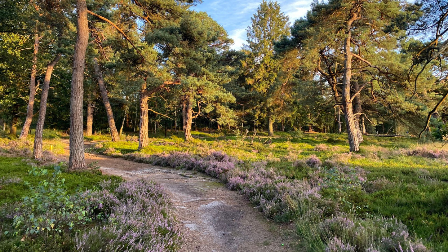 2024 - 20km - Heuvelrug Natuur Wandel4Daagse (gpx)