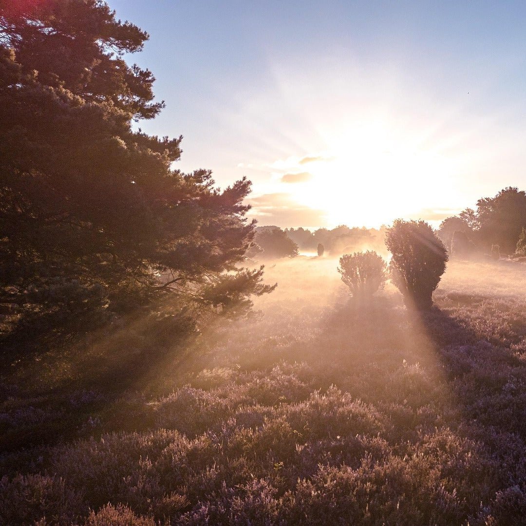 Bundel 10+15+20+25km - 2022/2025 - Heuvelrug Natuur Wandel4Daagse (gpx) - Natuurwandel4daagse.nl