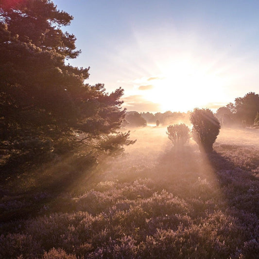 Bundel 10+15+20+25km - 2022/2025 - Heuvelrug Natuur Wandel4Daagse (gpx) - Natuurwandel4daagse.nl
